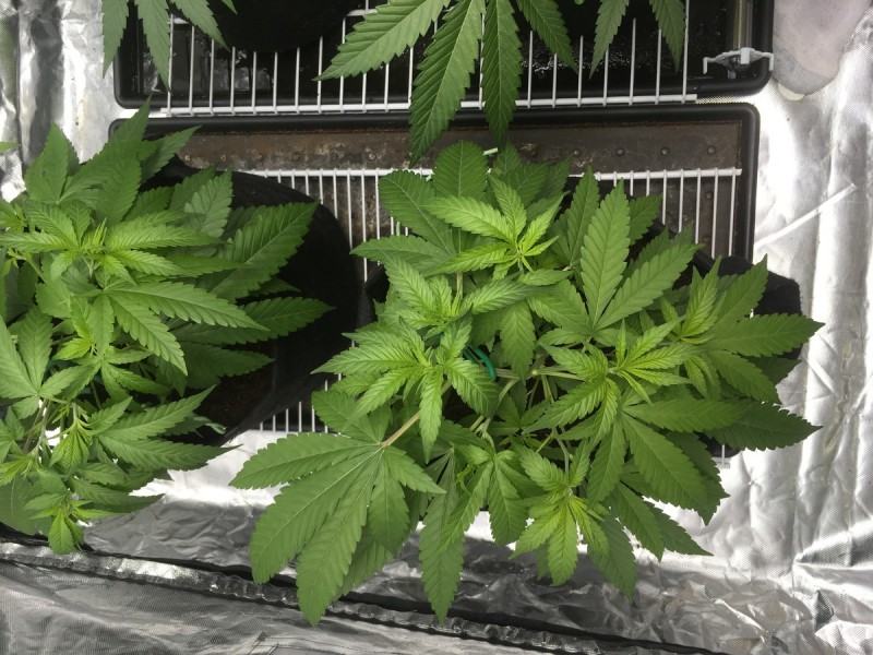 99FEE6BF-43E4-4FA2-B583-1CE10B152EC8