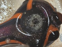 17018149747765527801452954748769