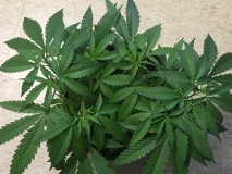 52D4AEC5-B027-4F6B-8112-A9CBD11AEAAB