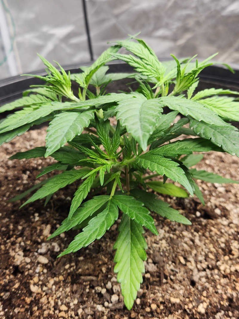 17035627088335656545911948796907