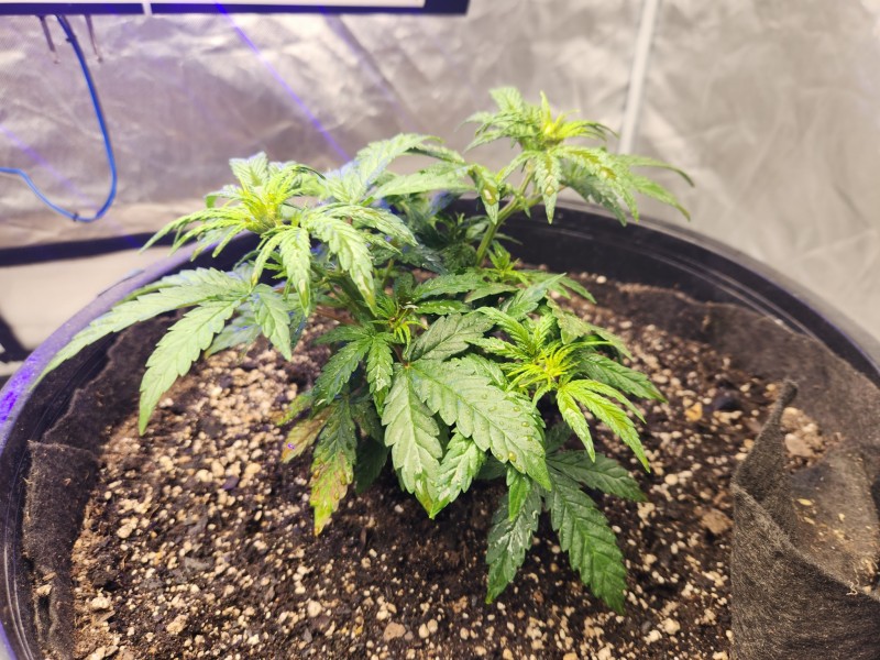 17040487848191310802553335798439