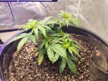 17040487848191310802553335798439