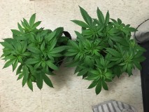 AB0A20A4-C357-4308-A357-1513C88389E6