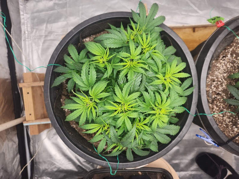 17046658832747892307219623698718