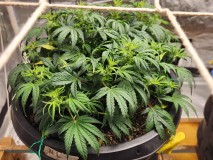 17056254656013981096323844540539