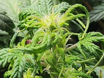 17056256184842744652164801276013