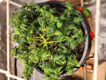 17056281058031659697091534261736