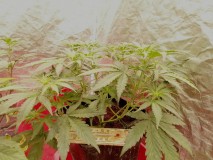 IMG_20240120_035855_edit_16663630385998