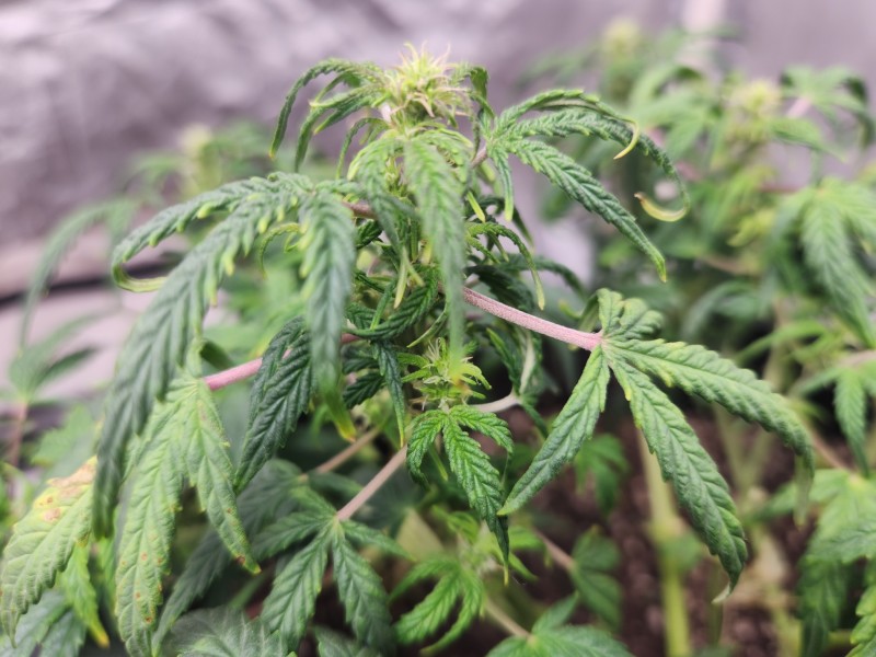 17058849992206134957471229060630