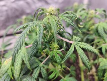 17058849992206134957471229060630