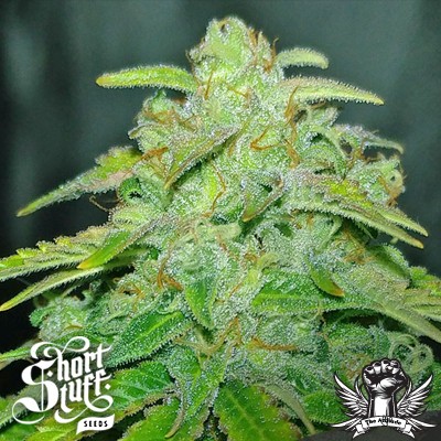 short-stuff-seeds-auto-gorilla-shizzle-attitude