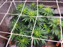 170654291728967773862711810620