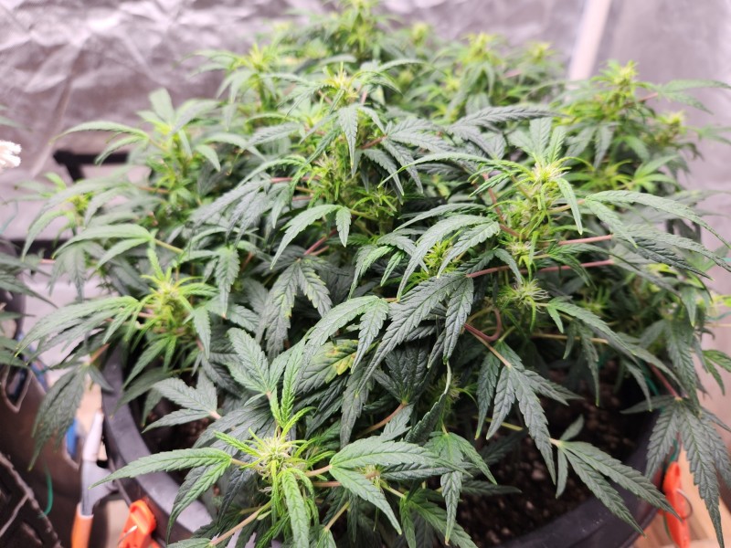 17065429870223351790373725570365