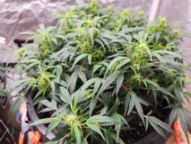 17065429870223351790373725570365