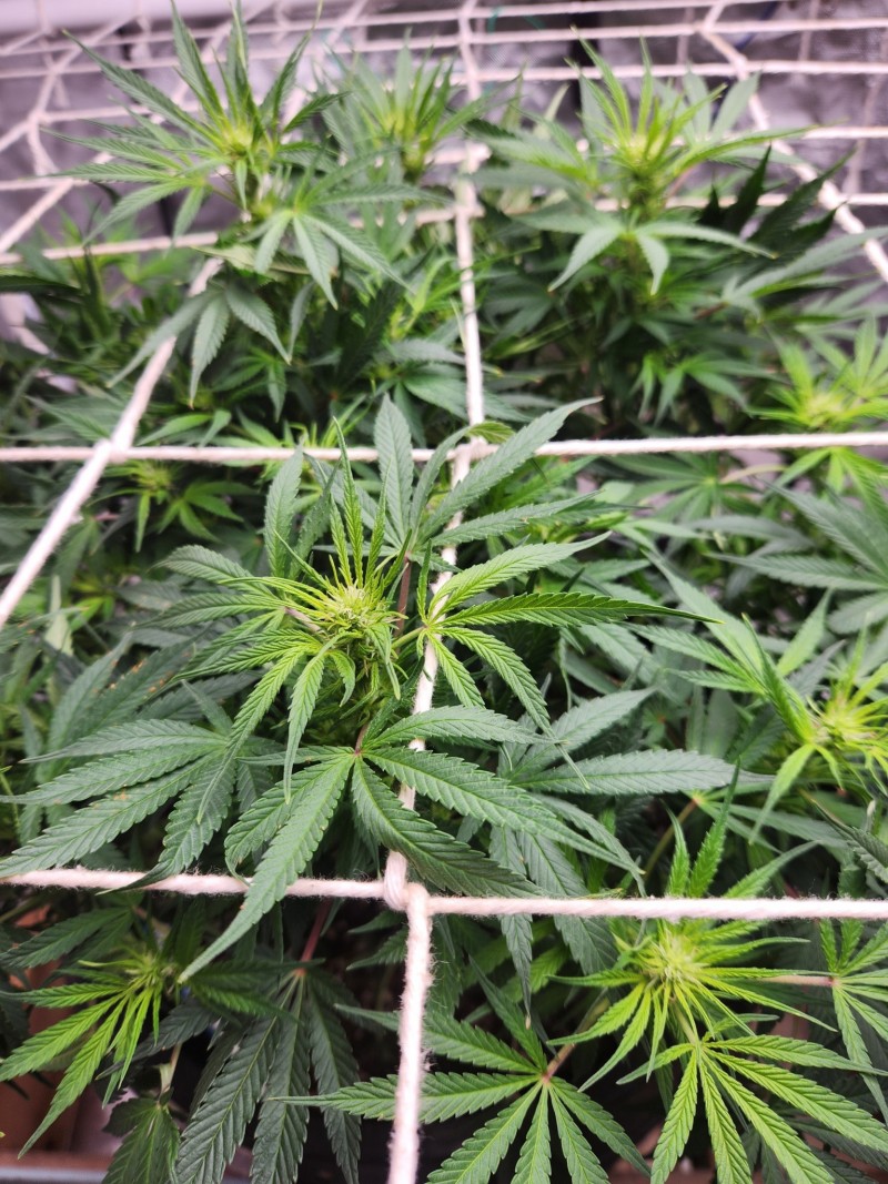 17071713826136693705037164660116