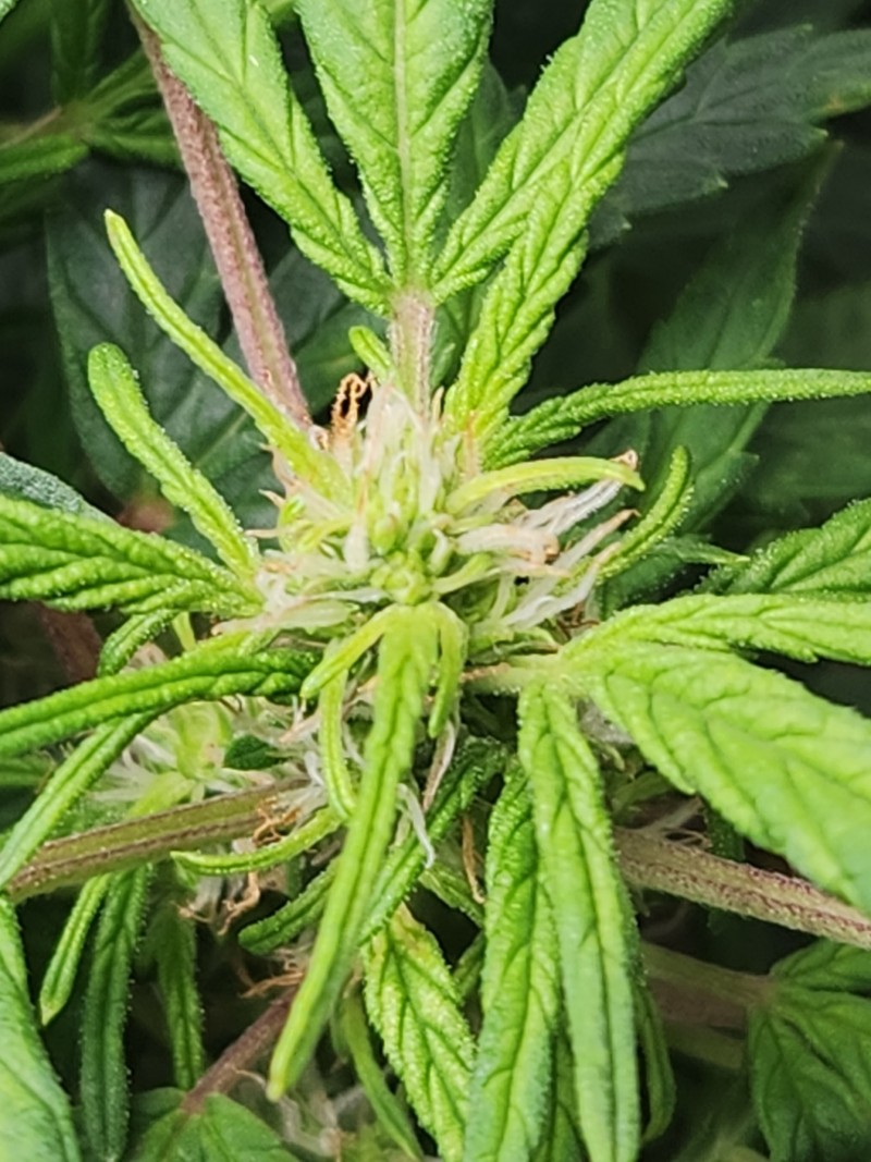 17071715706128227252148252157813