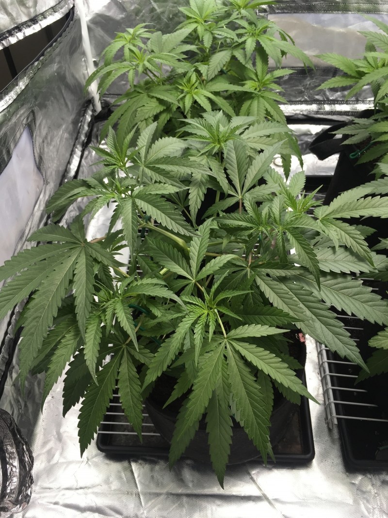 CD35DE77-222A-485B-A5DA-D7F37A45C62F