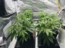 2657A516-4968-4036-AAF0-957DC03AA8A9