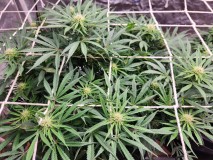 17078476996094236459430815229627