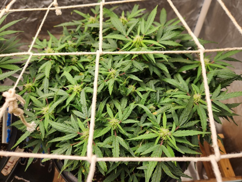 17078477425005930929878623203518