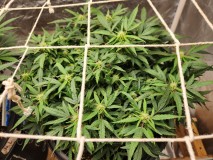 17078477425005930929878623203518