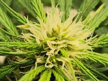 1707847786952794449034446210665