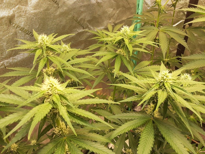 20240217_071926 - Copy