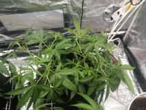 F53D20C6-FAA7-4B71-9D07-83F18F287F66