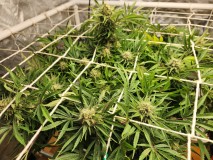 17095124061574298542064162395162