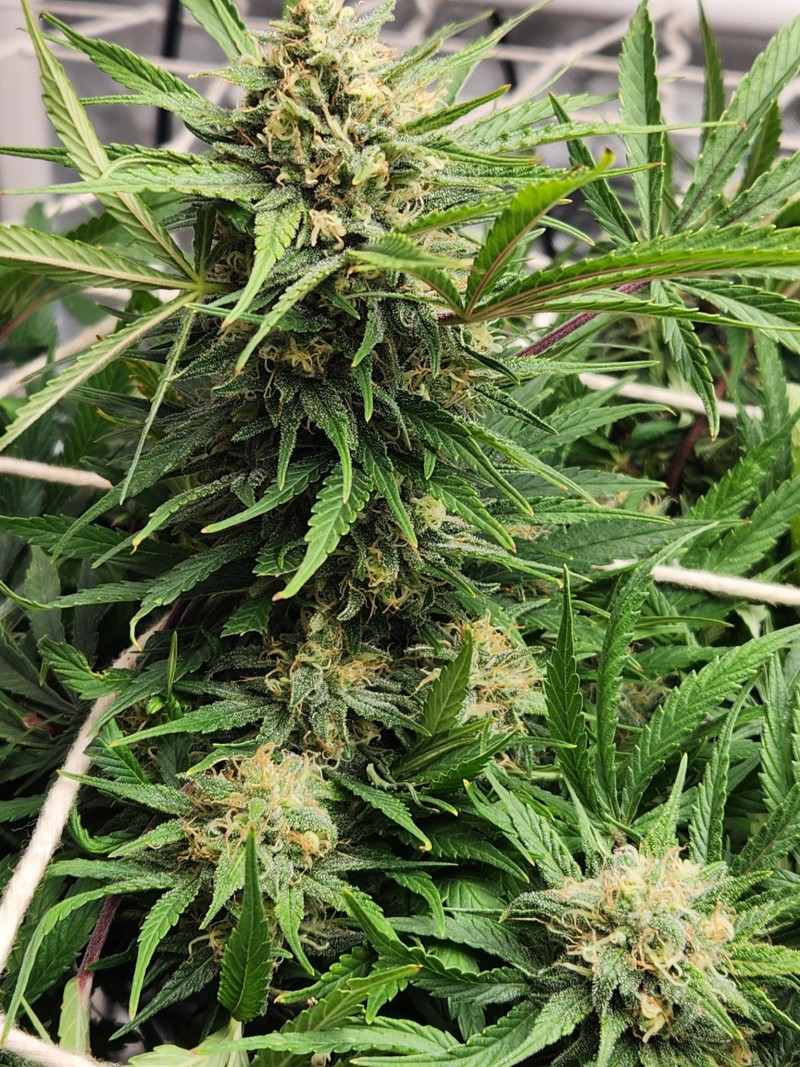 1709512526909588774884265227429