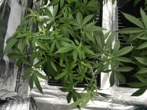 ABCEC0B3-27D7-43F5-8BDA-38FE8315DA02