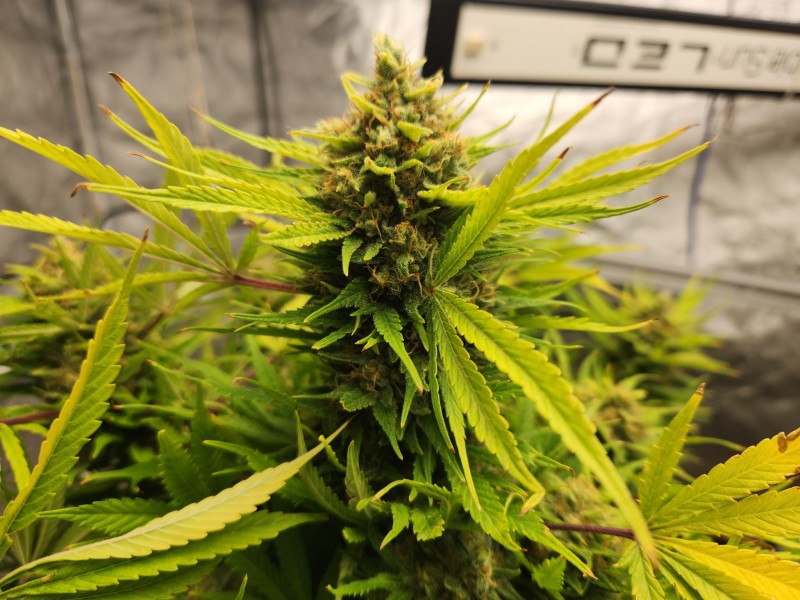 17110539036703408011905833811649