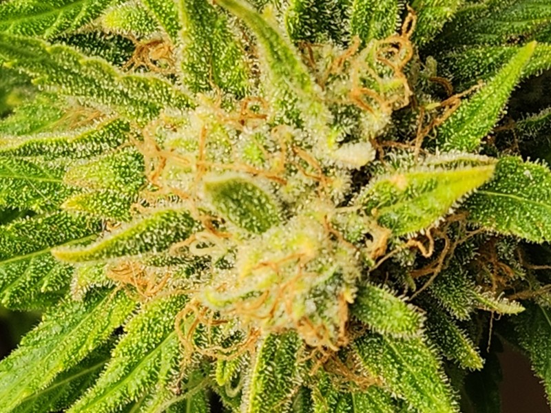 17110541728355002511010083245956