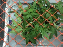 FF7D3EBB-AA5E-4FE7-AE90-DAD3C144C42A