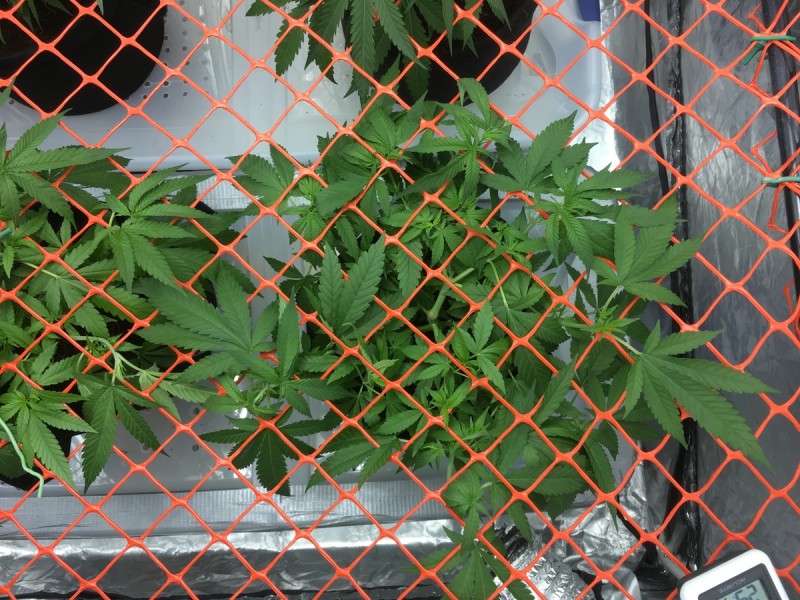 CE09DE28-FAA1-46BA-91A2-0D753F3DD9F1