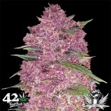 attitude-fastbud-seeds-purple-lemonade_400x400