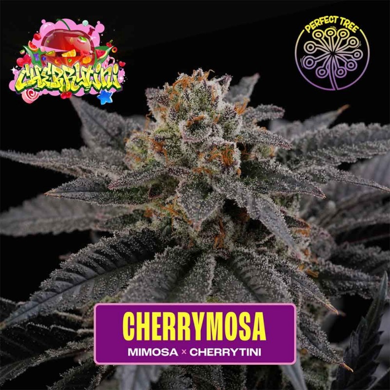 cherrymosa-feminized-seeds-perfecttree