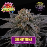 cherrymosa-feminized-seeds-perfecttree