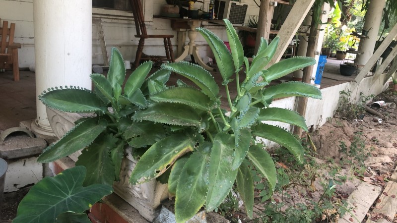 5FA0A65A-B45D-416C-97B3-6CEF2CB7D96E