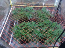 DC6DA56D-353A-431B-B420-A44C73F31CAD