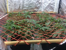 BCCE61F1-8128-4ED9-A4E3-9D58ACA9C095