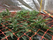 8B6054E8-9167-4EA1-9EC2-224DEFDA2BAD