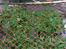 2047C950-5EE7-4E42-B5A7-8AB39FC0EE4A