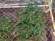 BB147C91-D8B8-48BA-9FE2-0A391C18AFDF