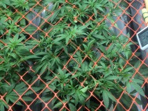 1DC1F6A1-C40F-4355-8649-BD7C09FF15CB