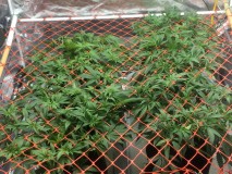 986F820E-38E0-4515-8D0F-477725531512