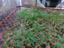 D63264B9-31EF-432F-B5E0-AEF18BC82C3F