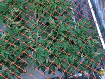 15A247B5-4DC5-46B7-846A-AF178AF68391