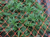 D940EAD4-1E2A-4DE4-91CE-3953D5B3B0CC