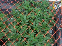 D6E6779B-23E4-47A2-93CC-85B0E3F18B44